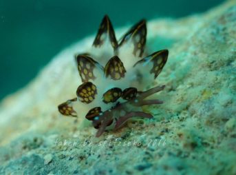 カノコウロコウミウシ