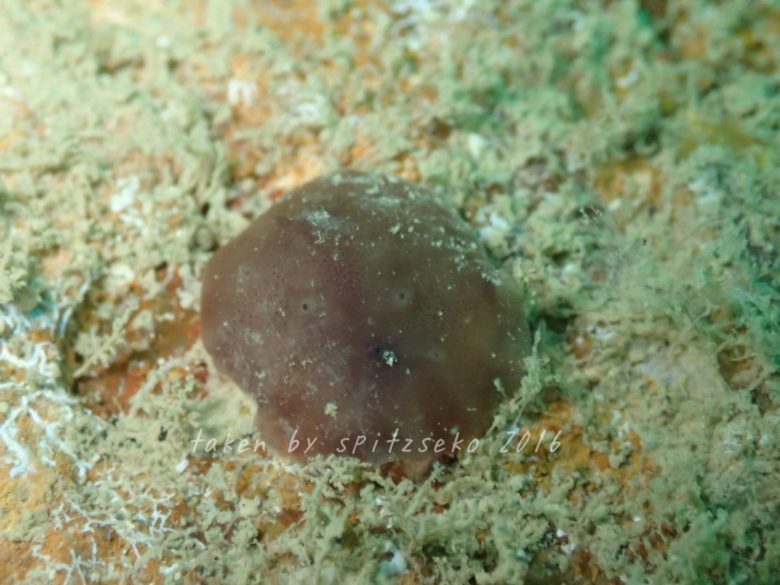 カワハダウミウシ