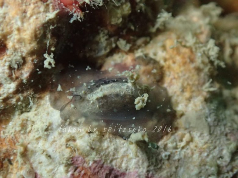 これはヒラムシ?