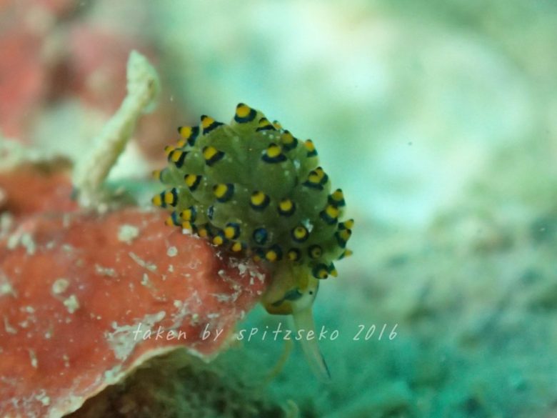 アオモウミウシ