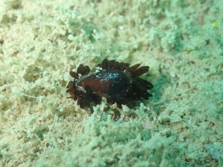 なんだろうか?　これ……