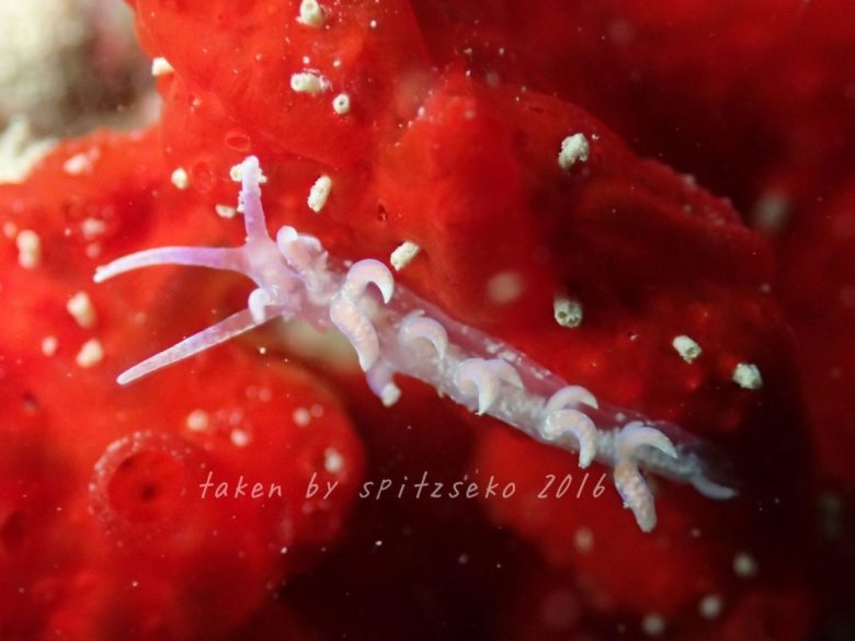 ハナビラミノウミウシyg