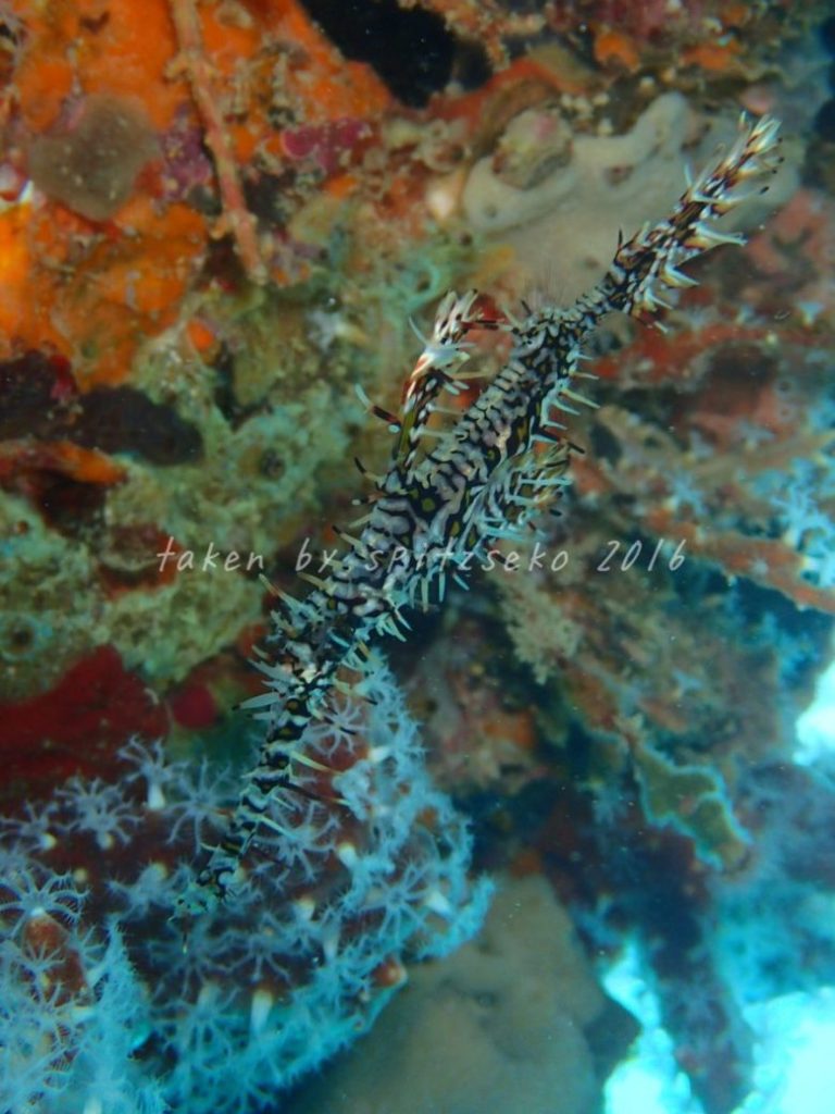 ニシキフウライウオ