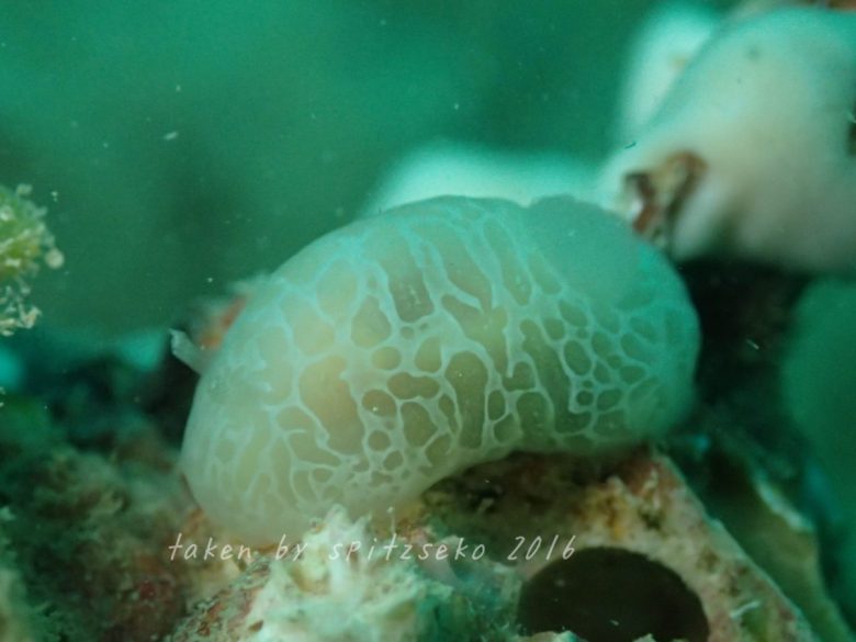 ハラックサウミウシ属の一種