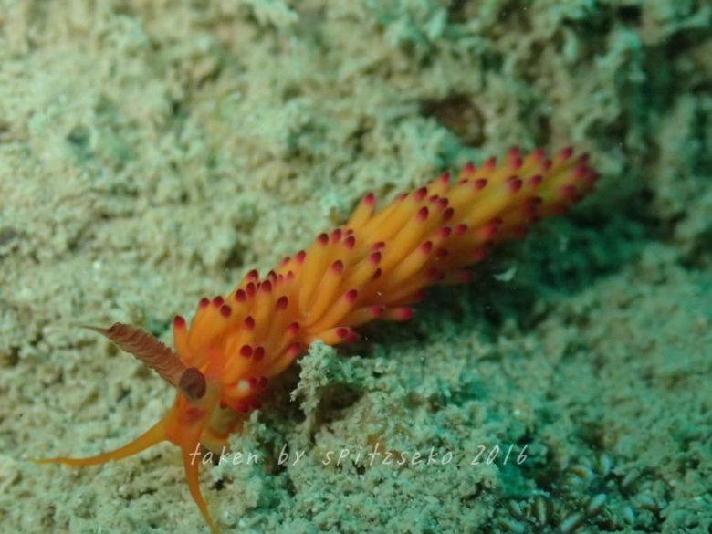 パスタチゴミノウミウシ