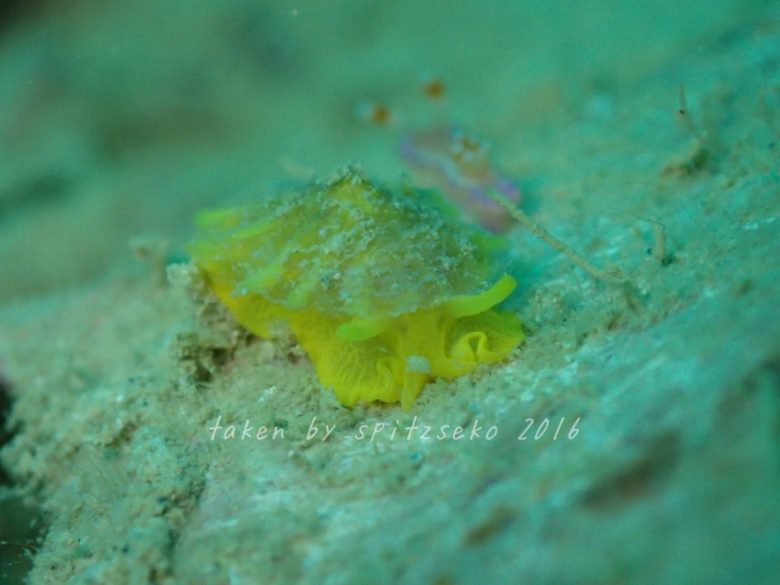 ジンガサヒトエガイsp