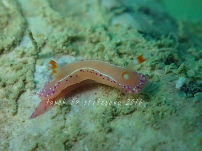 ジュッテンイロウミウシ