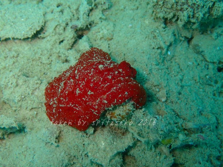 イチゴジャムウミウシ