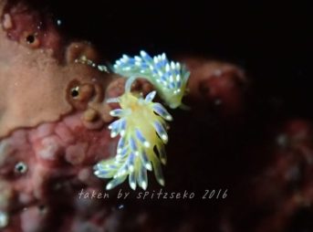 フジエラミノウミウシ