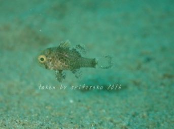 ハワイマトイシモチ