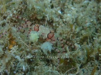 キンチャクガニ