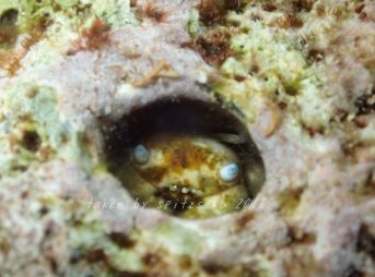 ヒメメガネオウギガニ