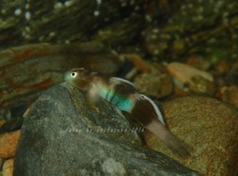 ヨロイボウズハゼ