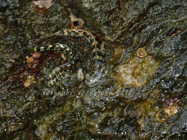 タマカエルウオ(左)とヨダレカケ(右)