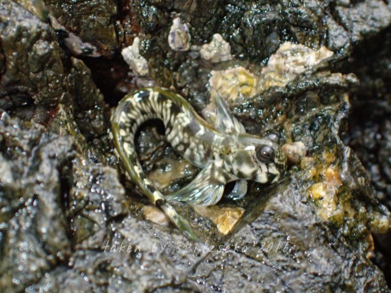 タマカエルウオ