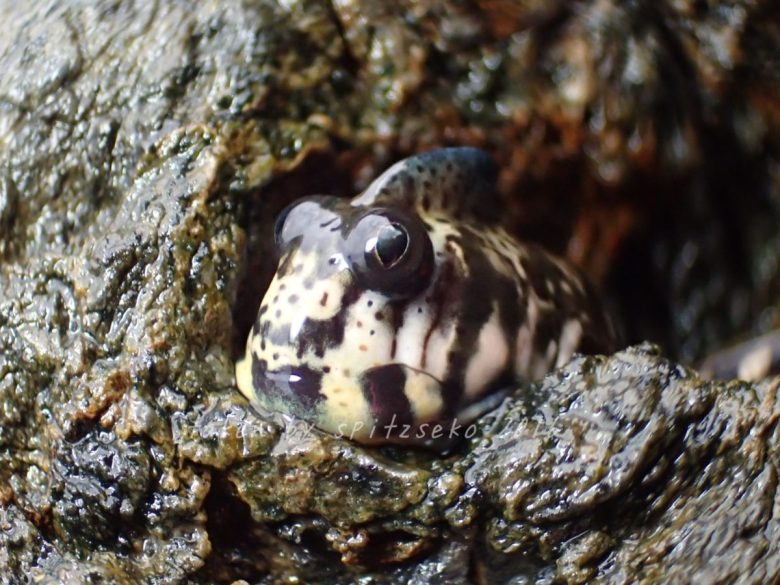 タマカエルウオ