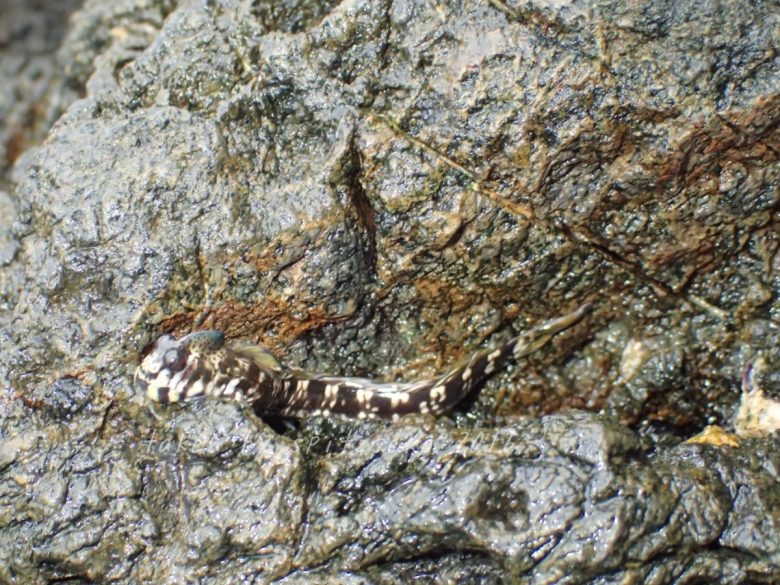 タマカエルウオ