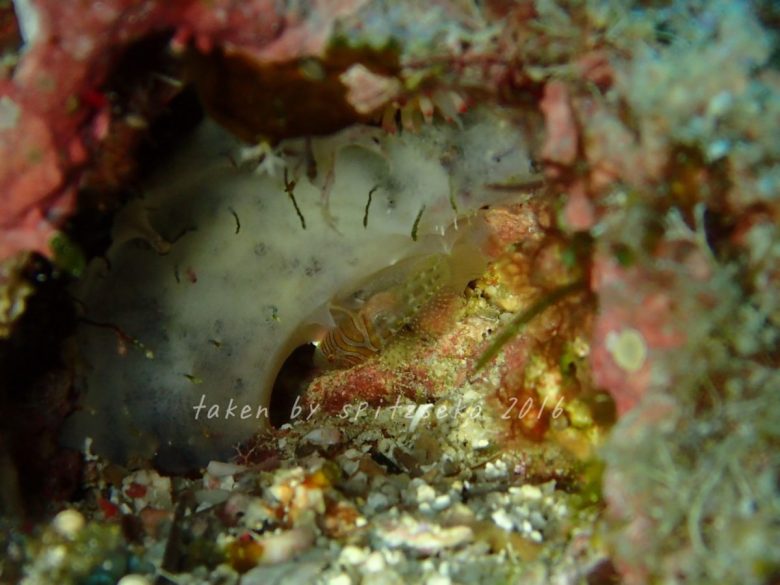 フトスジイレズミハゼ