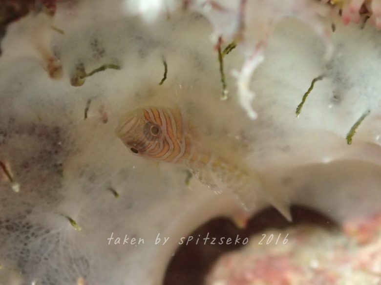 フトスジイレズミハゼ