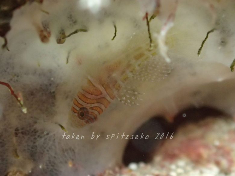 フトスジイレズミハゼ