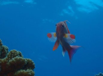 キンギョハナダイ、オス、胸鰭のチャームポイント撮り