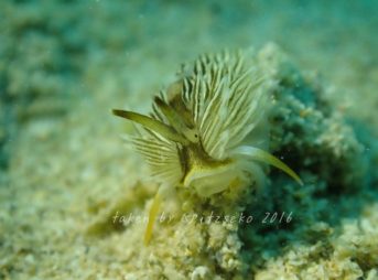 ケルベリッラ・インコーラ Cerberilla incola