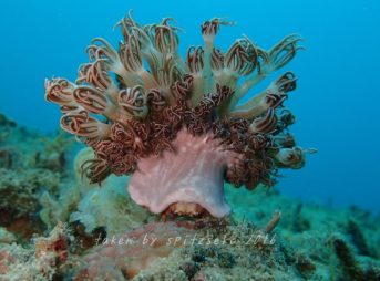 カイカムリの仲間