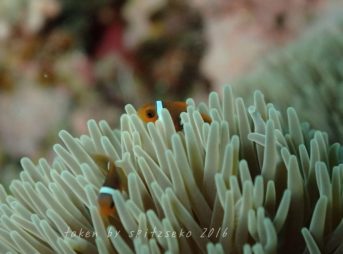 ちびカクレクマノミ