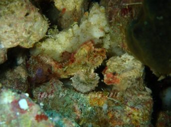 ヒョットコオコゼかな?