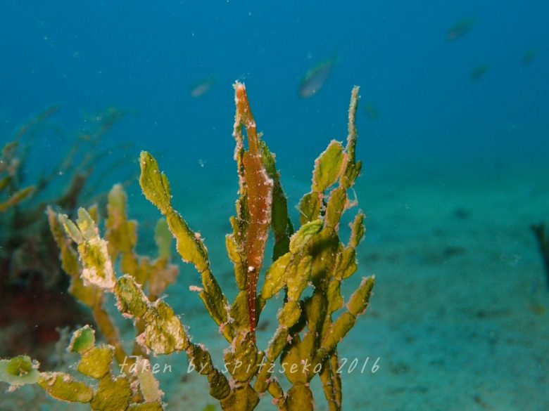 トガリモエビの仲間