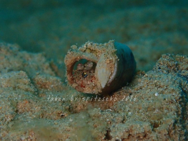 シャコの仲間、空き缶ハウス