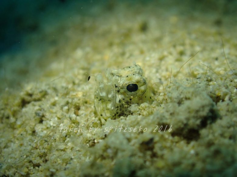 テングギンポハゼ