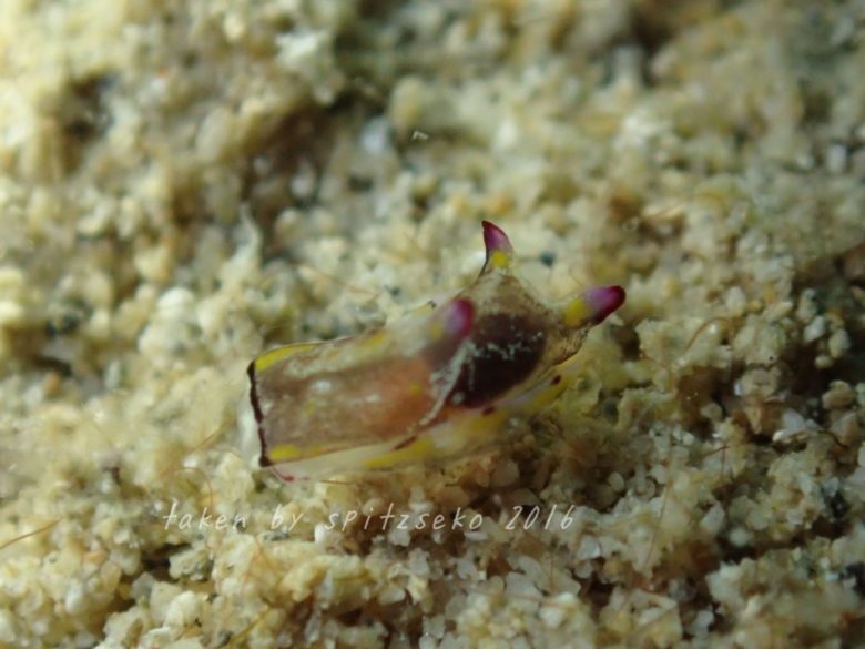 カラスキセワタ