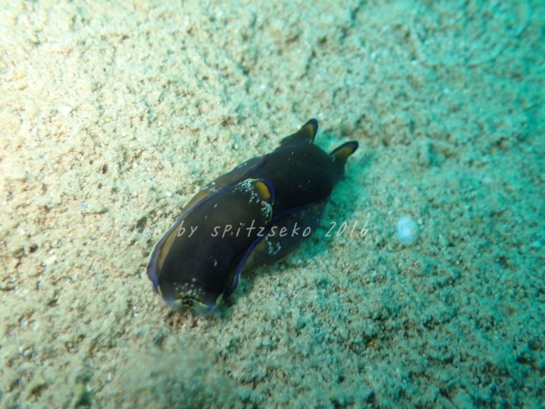 カラスキセワタ、目の前にクラゲムシ