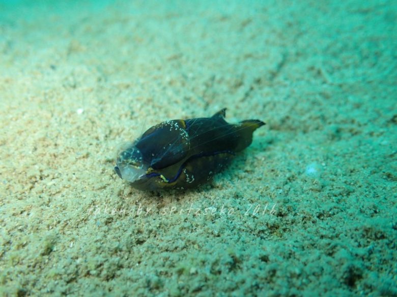 カラスキセワタ、クラゲムシを食べる