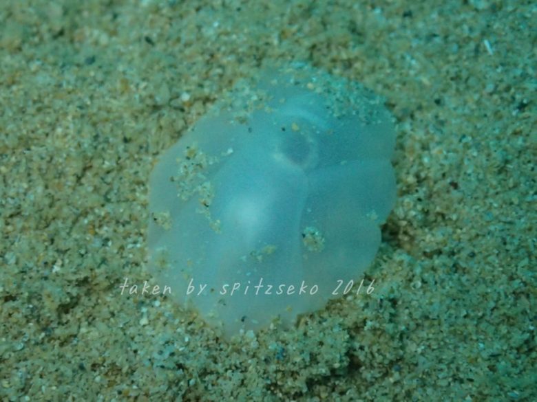 philine dentiphallusかな?