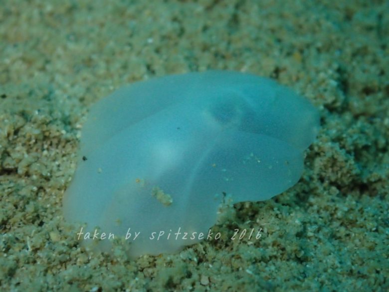 philine dentiphallusかな?