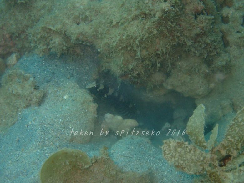 マウデズシュリンプゴビー