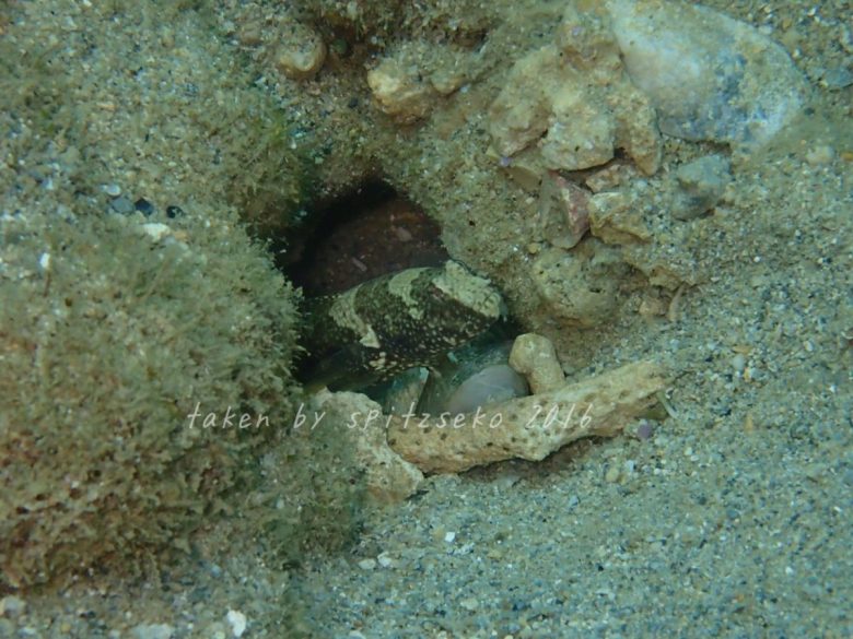 マウデズシュリンプゴビー