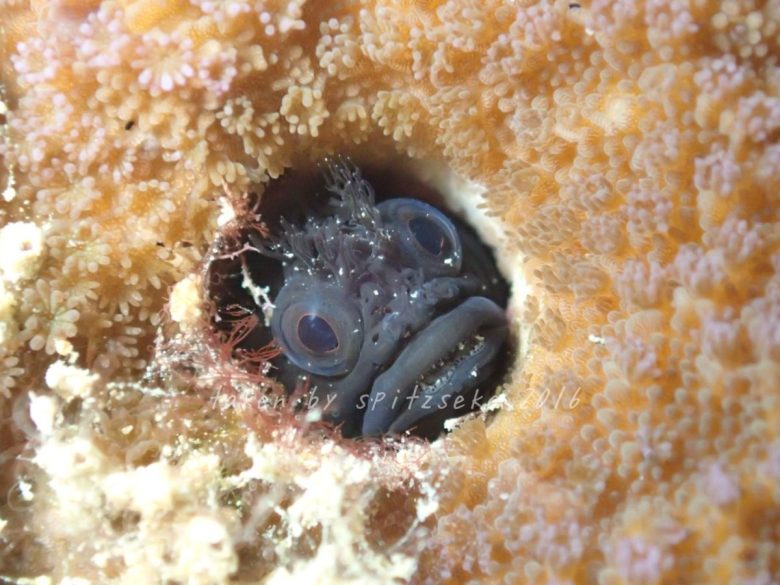 ハダカコケギンポ黒色