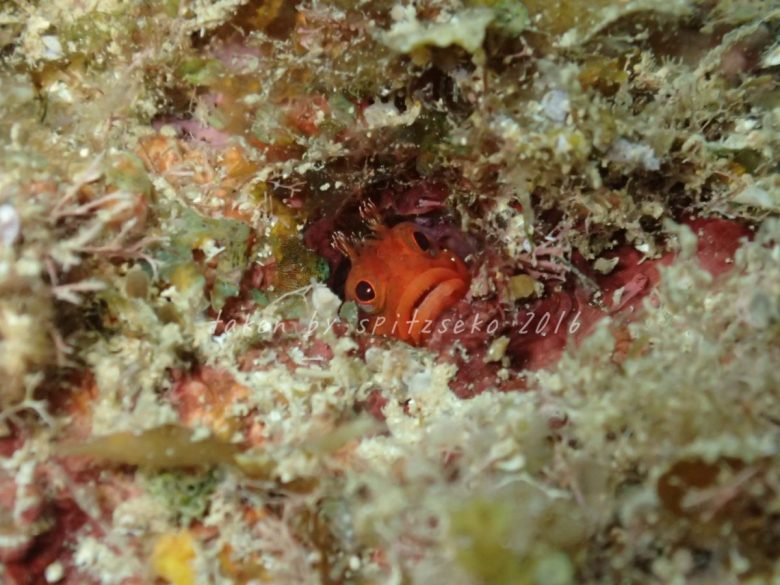 ハダカコケギンポ赤色