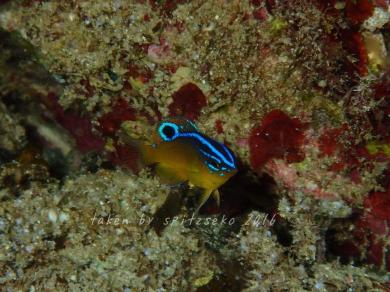 ソラスズメダイ属の一種