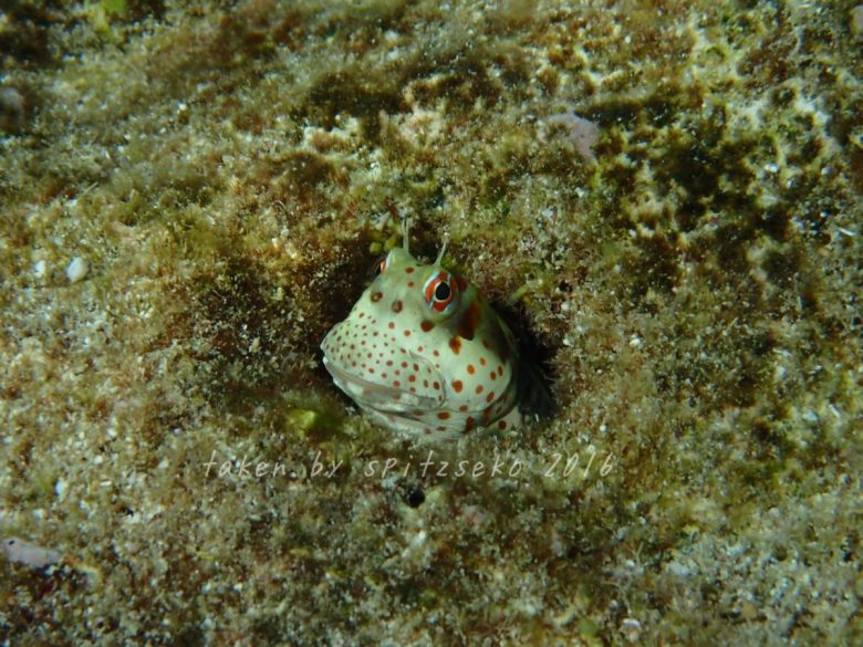 モンツキカエルウオ