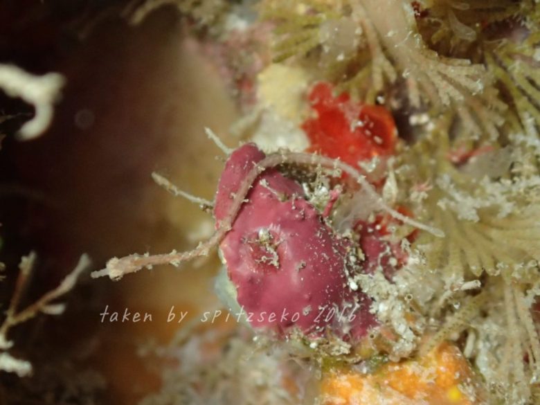 ノコギリウミヤッコでしょうね