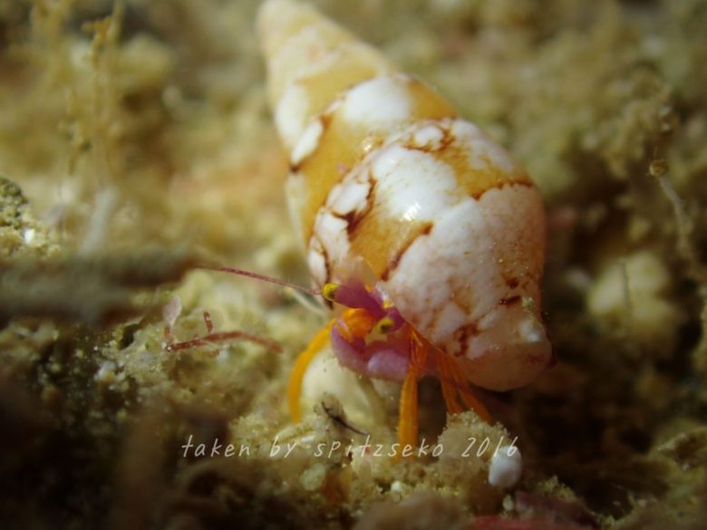 アデヤカゼブラヤドカリygかな