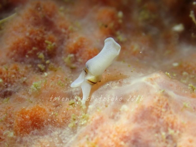 エンビノアルダガイ、流れに負けちゃう……