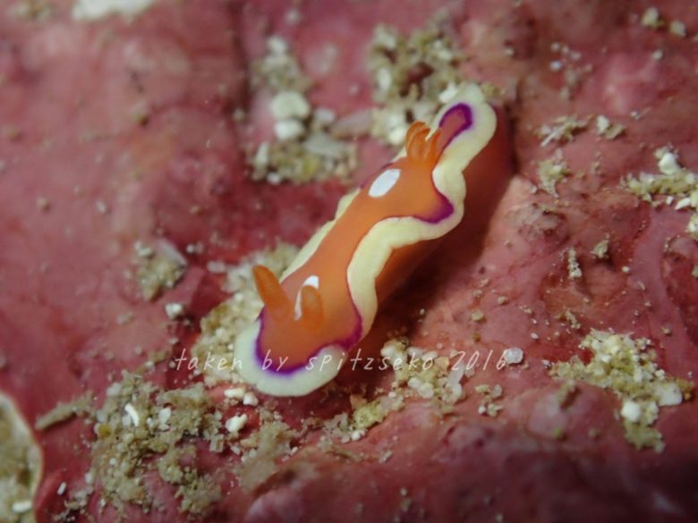 キベリアカイロウミウシ