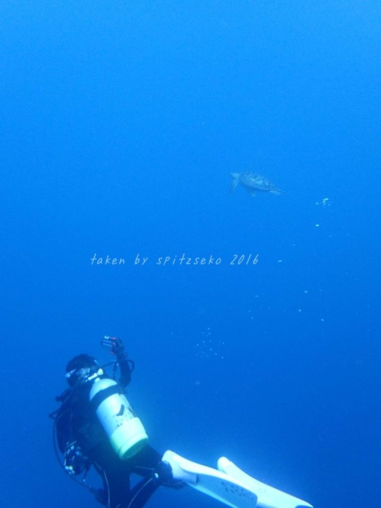 お客様とウミガメ