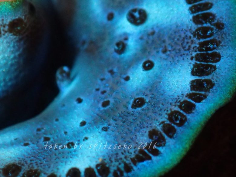 シャコガイの仲間、自然光撮影