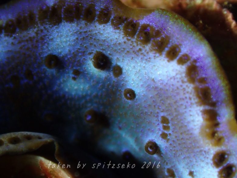 シャコガイの仲間、水中ライト撮影